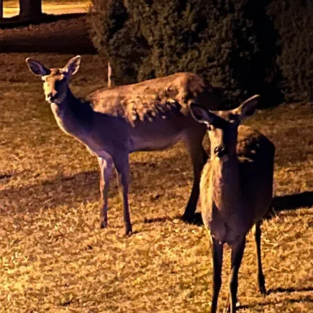 Magic Experience 2 Bedroom 70 M2 In Tatranska Lomnica By Gavrieli Apartment